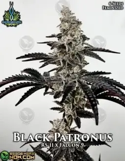 Black Patronus Feminized Seeds (space) Hybrid Cannabis Strain with Coffee and Chocolate Aromas