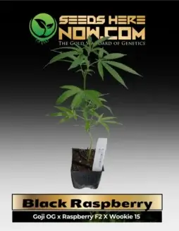 Healthy Black Raspberry cannabis clone in a pot, featuring lush green leaves and ready for cultivation