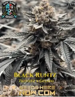 Black Runtz S1 (Feminized) (space) Elite Clone Seed CompanyPremium feminized Black Runtz S1 cannabis seeds, a hybrid strain with Zkittlez and Gelato genetics