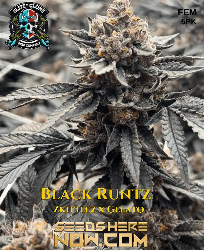 Premium feminized Black Runtz S1 cannabis seeds, a hybrid strain with Zkittlez and Gelato genetics