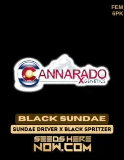 Black Sundae Feminized Seeds (space) High THC Hybrid Strain