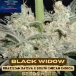 Black Widow (Feminized) - Pure XX