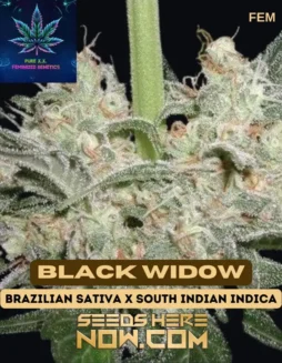 Pack of Black Widow S1 feminized cannabis seeds by Pure XX, showcasing high THC content and Sativa dominance