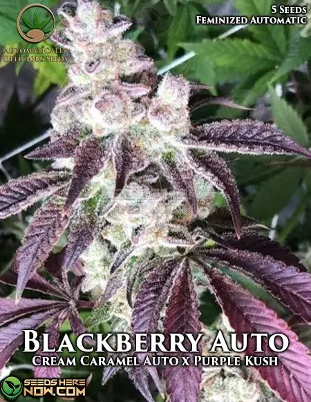 Blackberry Auto - AUTOFEM Seeds with earthy, sweet berry aroma