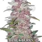 Blackberry (Autoflower) - Fast Buds