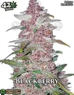 Indica(space)dominant Blackberry Auto Autoflower Seeds with purple hues and berry aroma