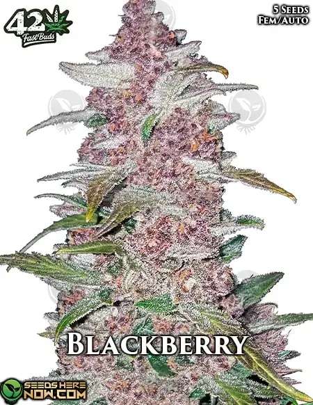Indica-dominant Blackberry Auto Autoflower Seeds with purple hues and berry aroma