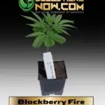 Blackberry Fire Clones - ACC