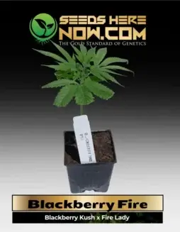Healthy Blackberry Fire cannabis clone in soil pot