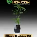Block Builder #3 Clones - ACC