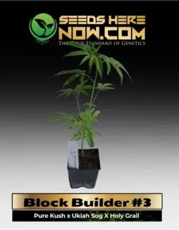 Block Builder #3 Clones featuring Pure Kush, Ukiah SOG, and Holy Grail genetics