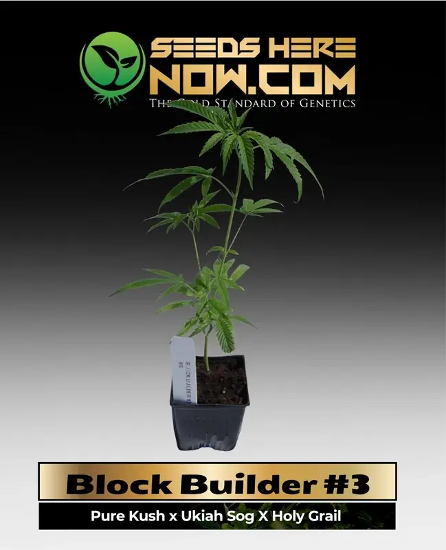 Block Builder #3 Clones featuring Pure Kush, Ukiah SOG, and Holy Grail genetics