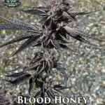 Blood Honey (Feminized) - Exotic Genetix