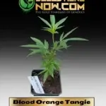 Blood Orange Tangie Clones - ACC