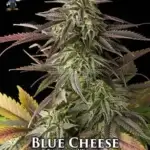 Blue Cheese S1 (Feminized) - Dr. Blaze