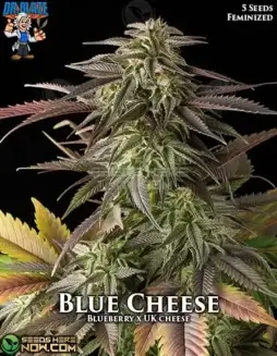 Blue Cheese S1 Feminized Seeds (space) Aromatic Indica(space)dominant Strain with Blueberry and UK Cheese lineage