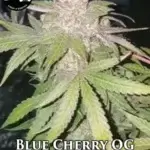Blue Cherry OG (Regular) - Strait A Genetics