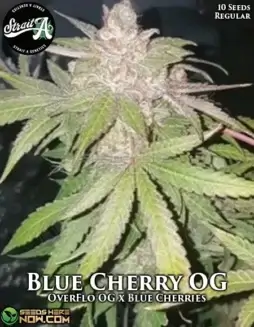 Blue Cherry OG Cannabis Seeds (space) Hybrid Strain by Strait A Genetics