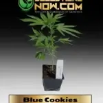 Blue Cookies Clones - ACC