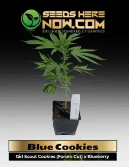 Blue Cookies Clones grown from elite genetics displaying dense, trichome(space)laden buds
