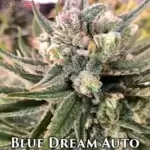 Blue Dream (Autoflower) - Automatically Delicious