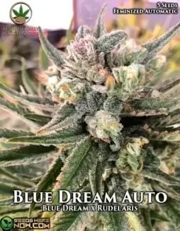 Blue Dream Auto (Autoflower) (space) Automatically DeliciousBlue Dream Auto cannabis seeds by Automatically Delicious featuring sweet berry and earthy pine aroma