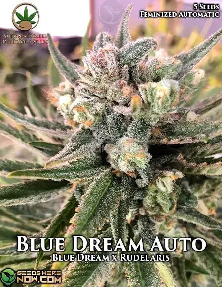 Blue Dream Auto cannabis seeds by Automatically Delicious featuring sweet berry and earthy pine aroma