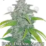 Blue Dream (Autoflower) - Fast Buds