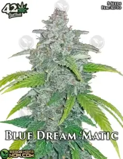 Blue Dream Auto Cannabis Seeds by Fast Buds (space) Autoflowering, High THC