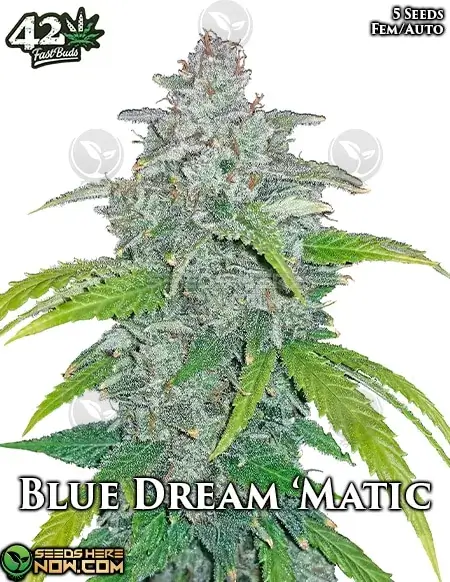 Blue Dream Auto Cannabis Seeds by Fast Buds - Autoflowering, High THC