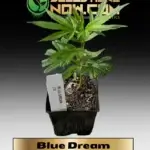 Blue Dream Clones - ACC
