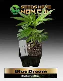 Blue Dream Cannabis Clones in soil pot