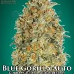 Blue Gorilla (Autoflower) - Automatically Delicious