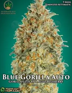 Blue Gorilla Auto Autoflower Seeds (space) Gorilla Glue #4 x Auto Blueberry Hybrid