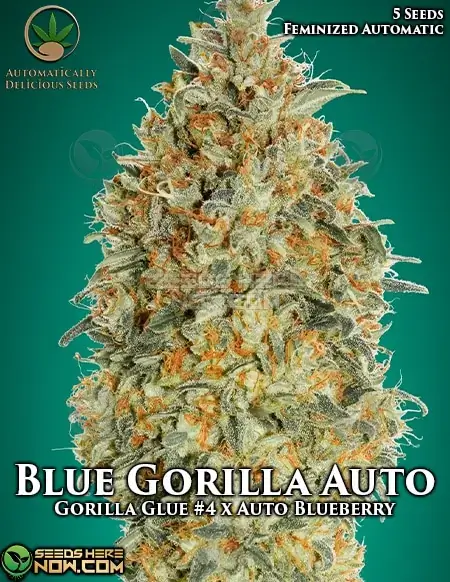 Blue Gorilla Auto Autoflower Seeds - Gorilla Glue #4 x Auto Blueberry Hybrid