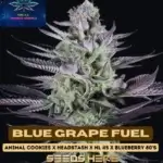 Blue Grape Fuel S1 (Feminized) - Pure XX