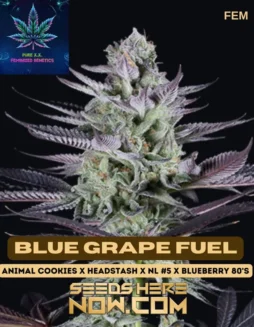 Blue Grape Fuel S1 Feminized Seeds (space) Rich Aroma of Grape, Diesel, and Blueberry