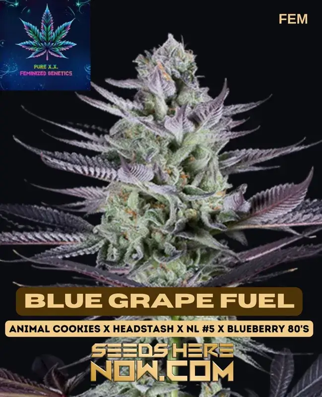 Buy Blue Grape Fuel S1 Feminized Seeds - Potent & Flavorful