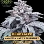 Blue Haze S1 (Feminized) - Elite Clone Seed Company