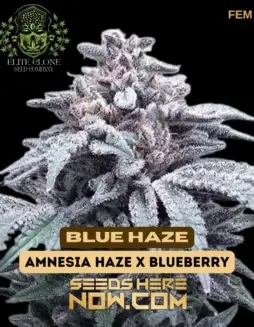 Close(space)up of Blue Haze S1 feminized cannabis seeds with vibrant green and purple hues