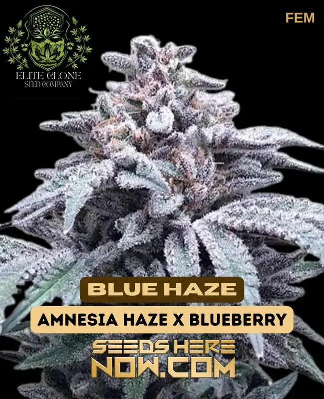 Close-up of Blue Haze S1 feminized cannabis seeds with vibrant green and purple hues