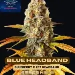 Blue Headband (Feminized) - Pure XX