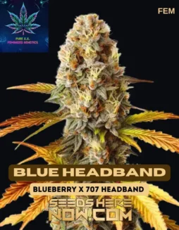 Blue Headband Cannabis Seeds (space) Berry, Citrus, Pine Flavors