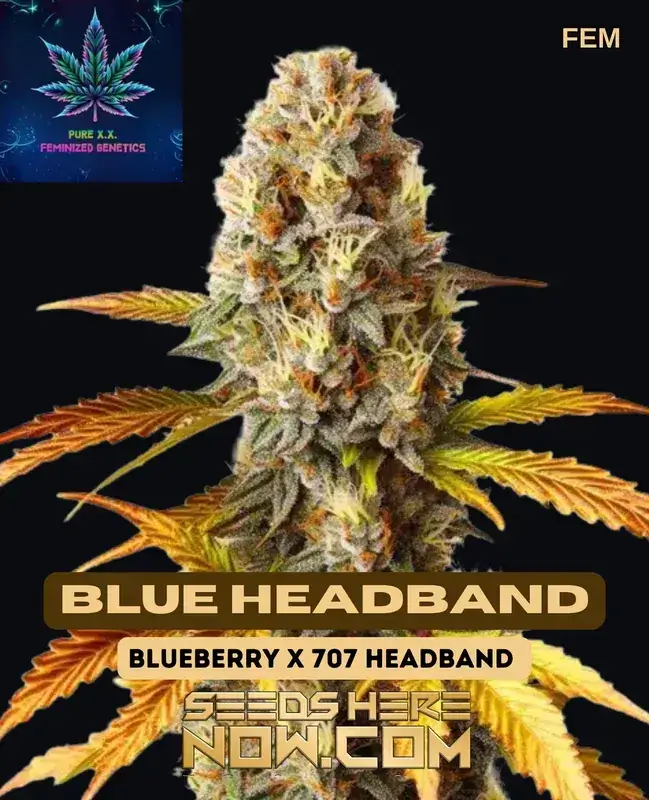 Blue Headband Cannabis Seeds - Berry, Citrus, Pine Flavors