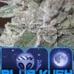Blue Kush (Regular) - BOG Seeds