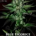 Blue Licorice (Regular) - Second Generation Genetics