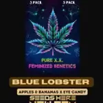 Blue Lobster S1 (Feminized) - Pure XX