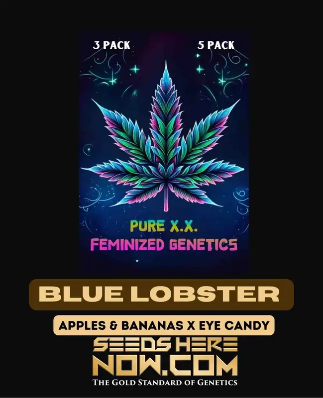 Blue Lobster S1 feminized cannabis seeds by Pure XX, featuring Apples & Bananas and Eye Candy lineage