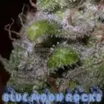Blue Moon Rocks (Regular) - BOG Seeds