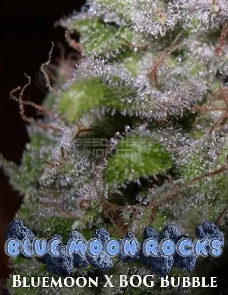 Blue Moon Rocks regular cannabis seeds by BOG Seeds featuring earthy, sweet berry and floral aromas